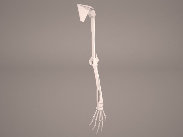 hand skeleton Model 3D .c4d .max .obj .3ds .fbx .stl .blend 