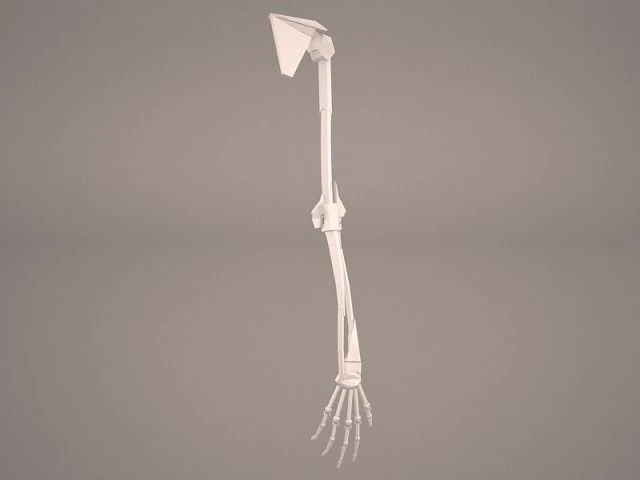 hand skeleton 3D Model .c4d .max .obj .3ds .fbx .stl .blend 