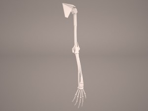 hand skeleton 3D Model
