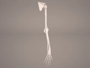hand skelet 3D Model