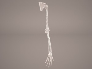 hand skeleton Model 3D