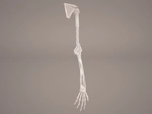 hand skeleton 3D Model