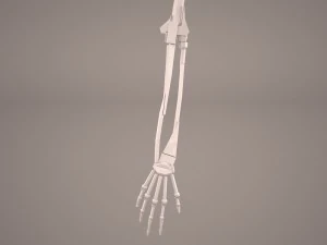hand skeleton 3D Model
