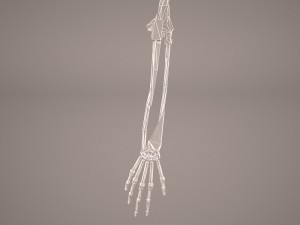 hand skeleton Model 3D