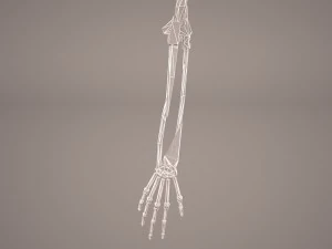 hand skeleton 3D Model