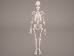 skeleton 3D Model