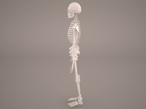 skeleton 3D-Modell