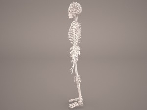 skeleton 3D-Modell