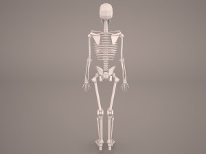 skeleton 3D-Modell