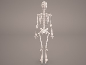 skeleton 3D-Modell