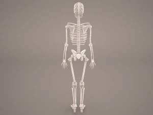 skeleton 3D Model