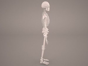 skeleton 3D-Modell
