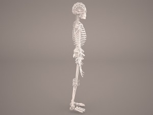 skeleton 3D-Modell