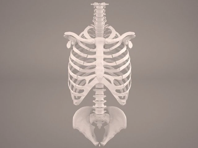 torso skeleton 3D Model .c4d .max .obj .3ds .fbx .stl .blend