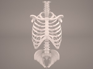 torso skeleton 3D-Modell