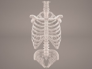 torso skeleton 3D Model