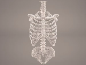 torso skeleton 3D Model