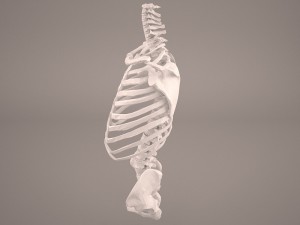 torso skeleton 3D Model