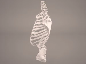 torso skeleton 3D Model