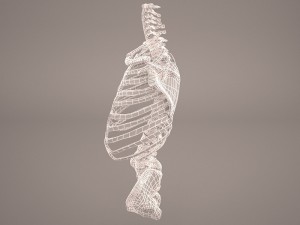 torso skeleton 3D Model