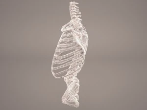 torso skeleton 3D Model