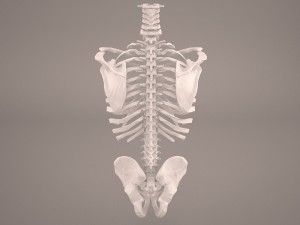 torso skeleton 3D Model