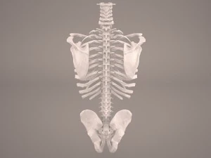 torso skeleton 3D Model