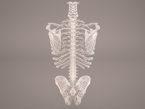 torso skeleton 3D Model