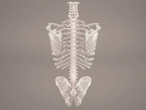 torso skeleton 3D Model