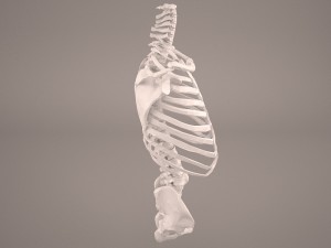 torso skeleton 3D Model