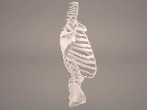 torso skeleton 3D Model