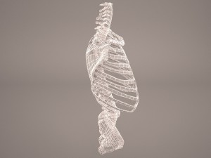 torso skeleton 3D Model