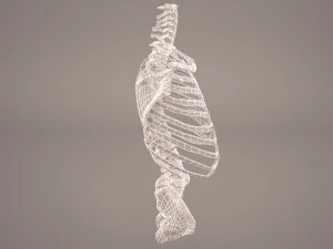 torso skeleton 3D Model
