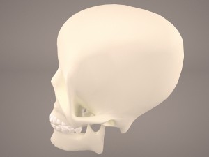 skull 3 Modelo 3D