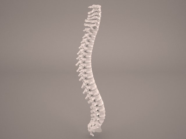human vertebral column 3D Model .c4d .max .obj .3ds .fbx .stl .blend 