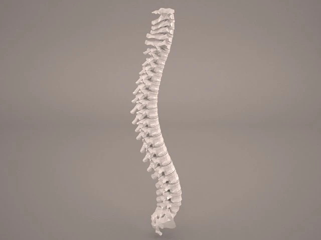 позвоночник человека 3D Модель .c4d .max .obj .3ds .fbx .stl .blend 
