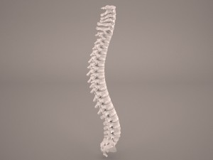 human vertebral column 3D 모델