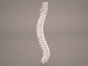 human vertebral column 3D Model