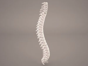 позвоночник человека 3D Модель