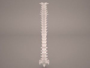 human vertebral column 3D Model