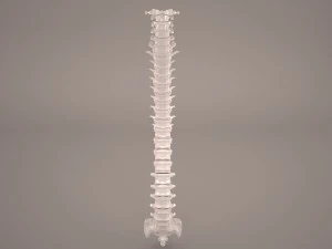 позвоночник человека 3D Модель