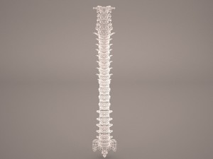 human vertebral column 3D Model