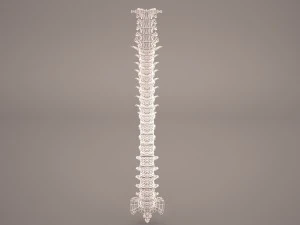 позвоночник человека 3D Модель