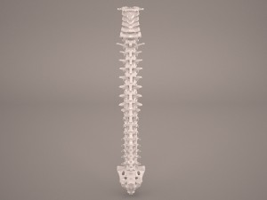 human vertebral column 3D Model