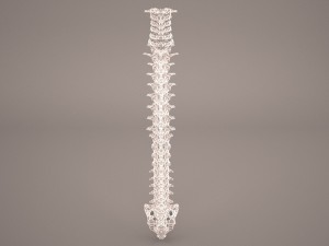 human vertebral column 3D Model