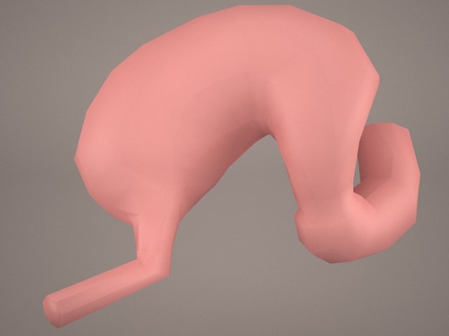 stomach Modello 3D .c4d .max .obj .3ds .fbx .stl .blend 