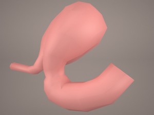 stomach Modello 3D