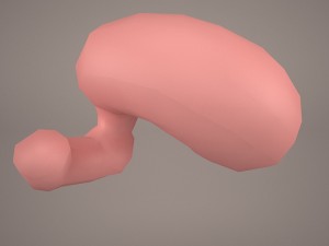 stomach Modello 3D