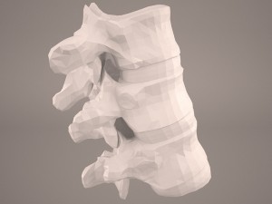 vertabrae 3D Model