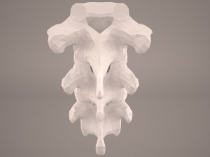 vertabrae 3D Model
